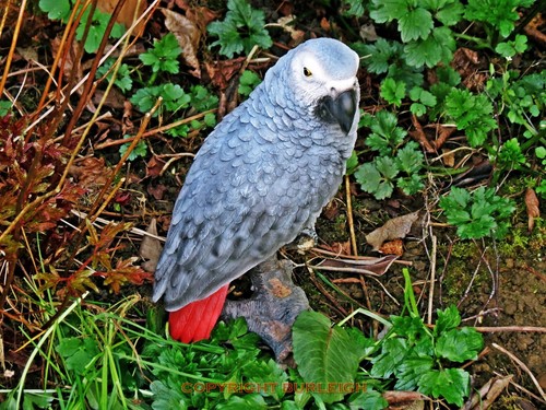 Large size african grey - large,