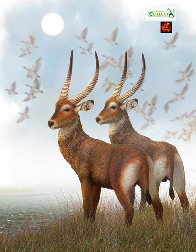 Waterbuck antelope african - waterbuck,