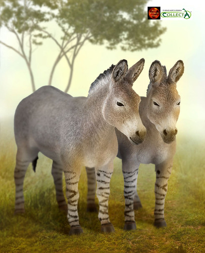 African wild ass - wild,