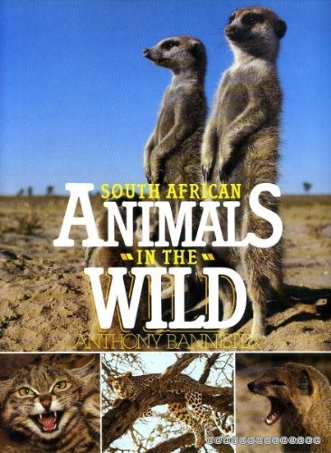 South african animals the - animals,