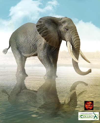 African bush elephant wildlife - african,