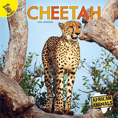 Cheetah - , (african