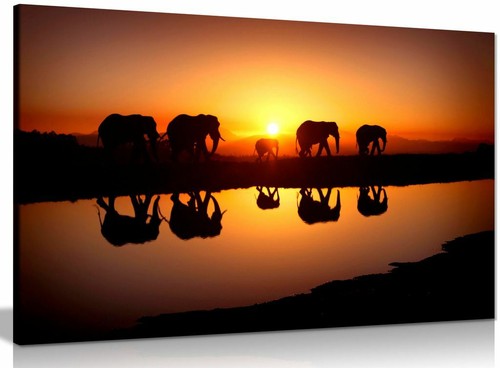 African sunset elephants - sunset,