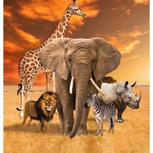 African safari animals - safari, unite