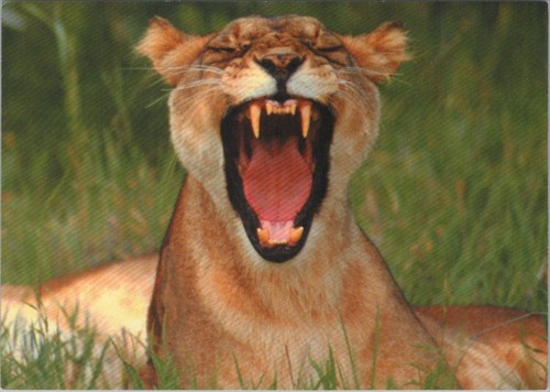 Animals postcard close up - postcard:,