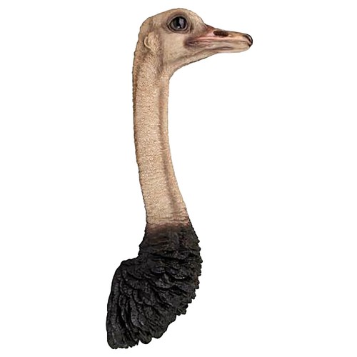 72cm ostrich head wall hanging - head,
