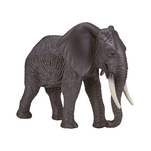African elephant wild zoo - wild,