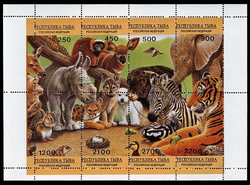 African wild baby - african, animals